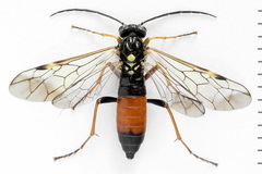 Tenthredopsis scutellaris