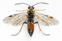 Tenthredopsis scutellaris