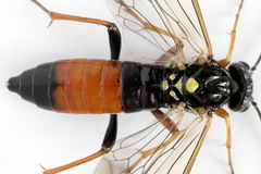 Tenthredopsis scutellaris