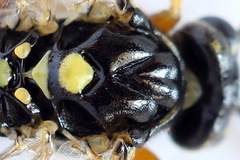 Tenthredopsis scutellaris