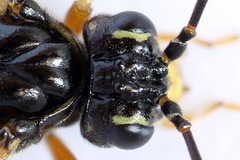 Tenthredopsis scutellaris