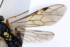 Tenthredopsis scutellaris