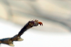 Tenthredopsis scutellaris