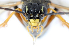 Tenthredopsis scutellaris