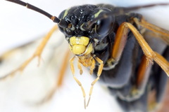 Tenthredopsis scutellaris