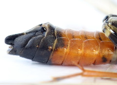 Tenthredopsis scutellaris