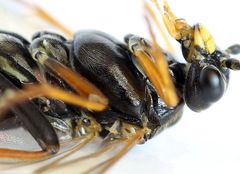 Tenthredopsis scutellaris