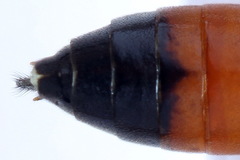 Tenthredopsis scutellaris