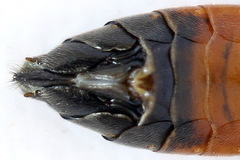 Tenthredopsis scutellaris