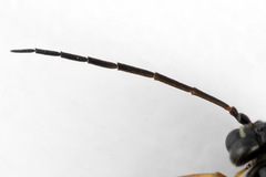 Tenthredopsis scutellaris