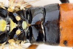Tenthredopsis scutellaris