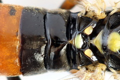 Tenthredopsis scutellaris