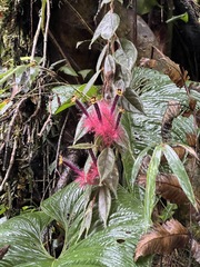 Columnea minor