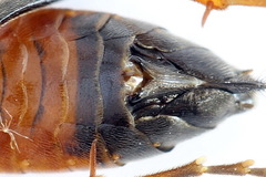 Tenthredopsis scutellaris