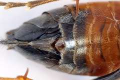 Tenthredopsis scutellaris