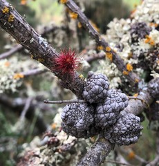 Allocasuarina mackliniana