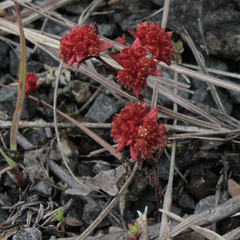 Crassula glomerata