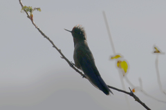 Chalcostigma herrani