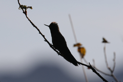 Chalcostigma herrani