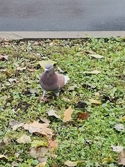 Columba livia domestica