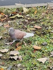 Columba livia domestica