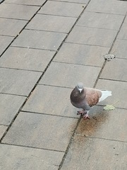 Columba livia domestica