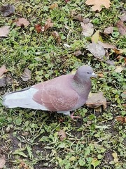 Columba livia domestica