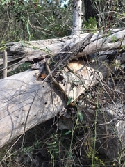 Macroprotodon mauritanicus