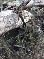 Macroprotodon mauritanicus