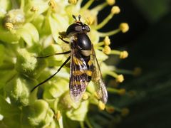 Didea intermedia