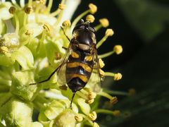 Didea intermedia