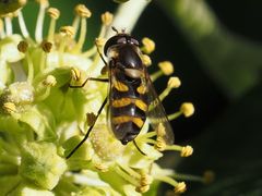 Didea intermedia