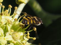 Didea intermedia