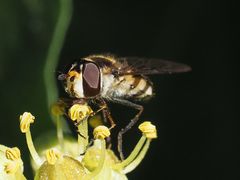 Didea intermedia