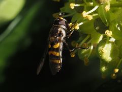 Didea intermedia