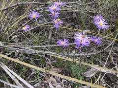 Olearia ciliata