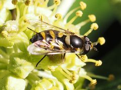 Didea intermedia