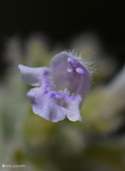 Clinopodium creticum