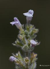 Clinopodium creticum