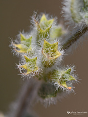 Clinopodium creticum