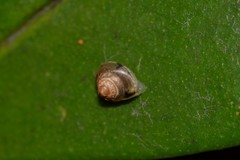 Coneuplecta calculosa