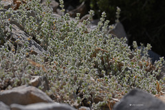 Clinopodium creticum