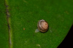 Coneuplecta calculosa