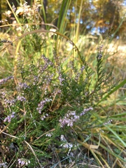 Calluna vulgaris