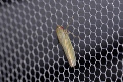 Cofana spectra