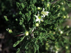 Asparagus stipulaceus