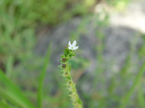 Euploca filiformis (Euploca filiformis)