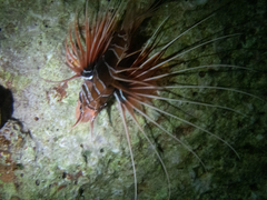 Pterois cincta