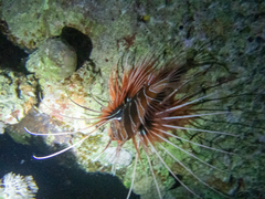 Pterois cincta