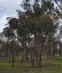 Eucalyptus macrorhyncha macrorhyncha